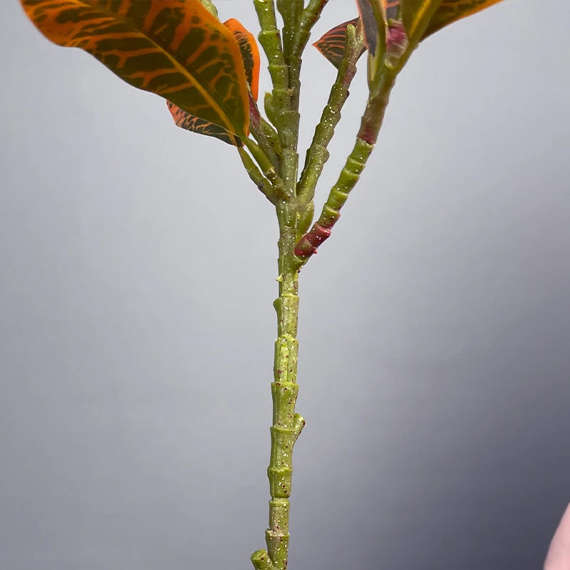 Palm Echo: Tropical Magnolia Foliage Branch