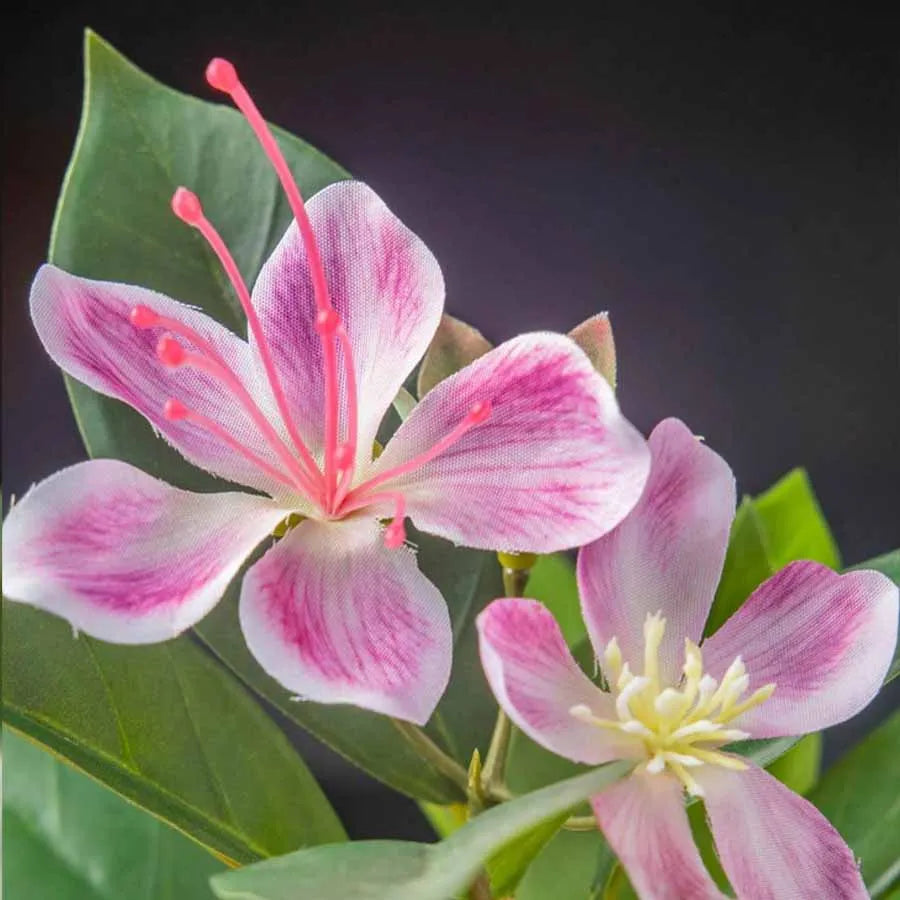 Everleaf: Tropical Ficus Floor Tree