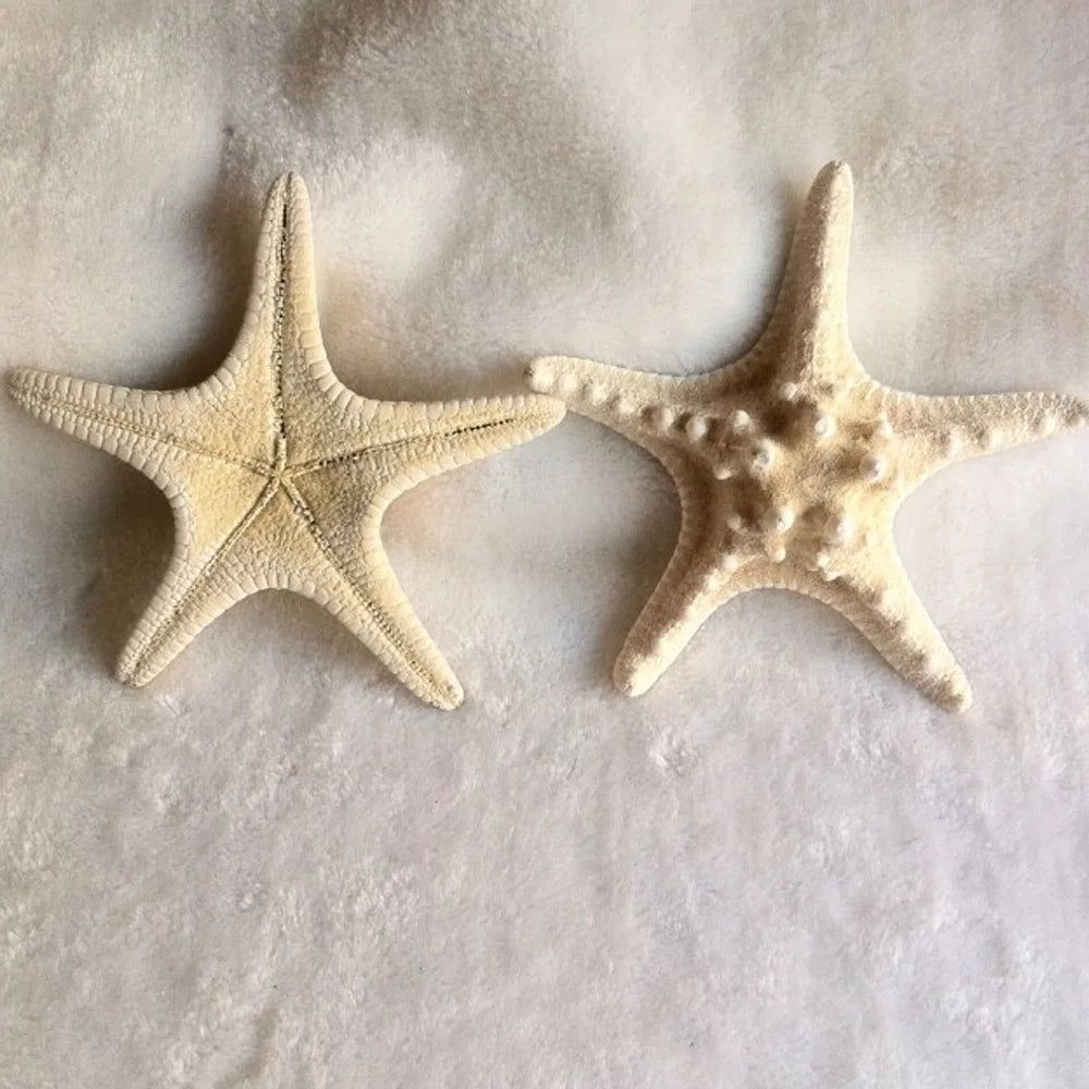 1pcs 18-20cm size natural white Conch sea shell white starfish shell for home decoration or gift