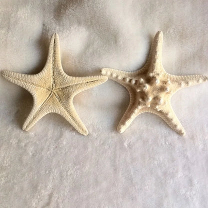 1pcs 18-20cm size natural white Conch sea shell white starfish shell for home decoration or gift