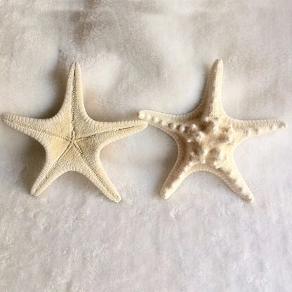 1pcs 18-20cm size natural white Conch sea shell white starfish shell for home decoration or gift