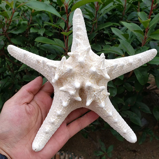 1 pieza de concha de mar blanca natural de tamaño 18-20 cm, concha de estrella de mar blanca para decoración del hogar o regalo