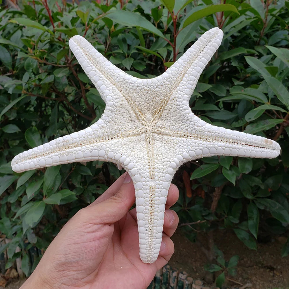 1pcs 18-20cm size natural white Conch sea shell white starfish shell for home decoration or gift