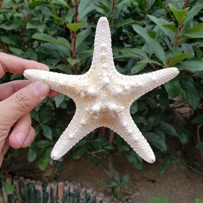 1pcs 18-20cm size natural white Conch sea shell white starfish shell for home decoration or gift